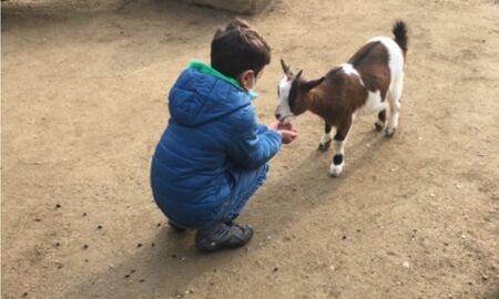 Ein Junge hockt mit Futter in der Hand vor einer Ziege, die ihm aus der Hand frisst.
