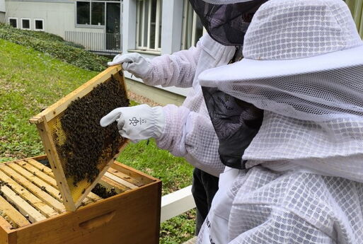 Zwei ImkerInnen in weißen Schutzanzügen betrachten Bienenwaben