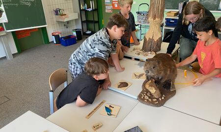 Vier Schüler und eine Schülerin messen konzentriert mithilfe eines großen Geodreiecks den auf den Gruppentischen stehenden ausgestopften Biberkösper aus