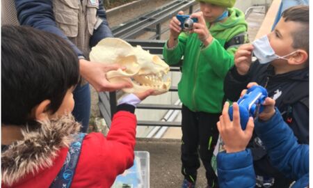 Kinder stehen um den Knochen eines Robbenkopfes und fotografieren ihn