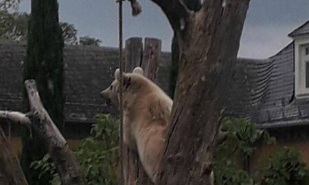 Ein Braunbär steht und stützt sich an einem Baumstamm.