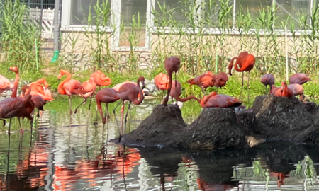 Mehrere rosafarbene Flamingos stehen im Wasser oder auf einzelnen Erdhügeln.