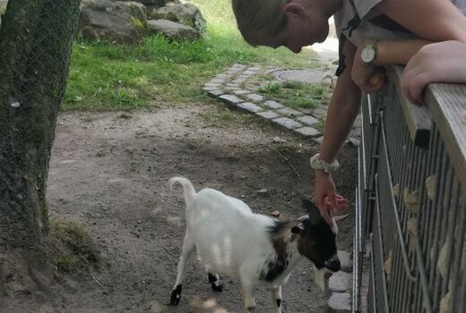 Ein Mädchen beugt sich über einen Zaun um ein Zicklein zu streicheln.