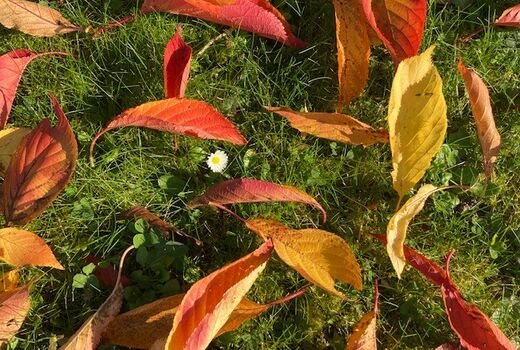 Buntes Herbstlaub im Gras, in der Mitte ein Gänseblümchen