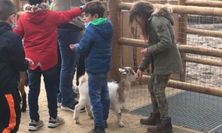 Ein Mädchen füttert eine Ziege und andere Kinder stehen an, um mehr Futter zu holen.