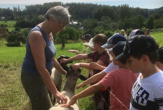 Foto Schülerinnen und Schüler streicheln Schafe, die Lehrerin ist auch dabei.