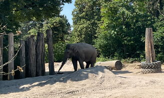 Ein Elefant im Heidelberger Zoo