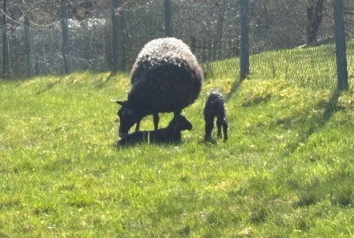 Auf einer Wiese stehen ein Schaf und ein Lamm